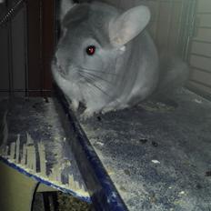 Chinchilla Meeko