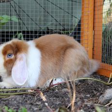 Kanin Aloha kanins Mynte (Tidligere kanin)