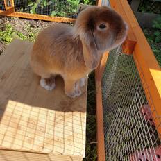 Kanin Aloha-Kanins Arthur (R.I.P)