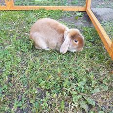 Kanin Aloha-Kanins Arthur (R.I.P)