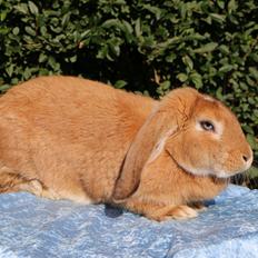 Kanin Stald Miscere's Sunshine Fransk vædder