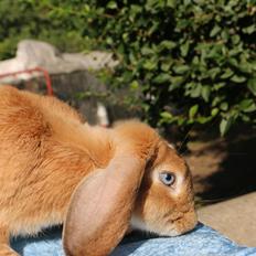 Kanin Stald Miscere's Sunshine Fransk vædder