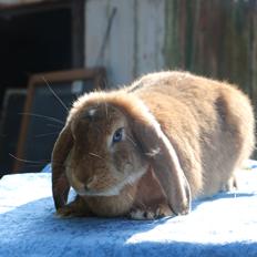 Kanin Stald Miscere's Sunshine Fransk vædder