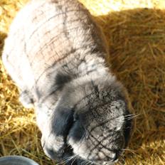 Kanin Karma fransk vædder 