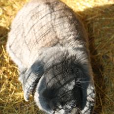 Kanin Karma fransk vædder 