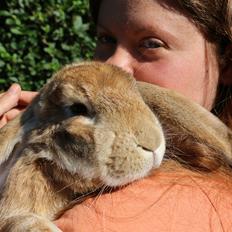 Kanin Stald Miscere's Maddie fransk vædder