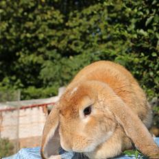 Kanin Stald Miscere's Maddie fransk vædder