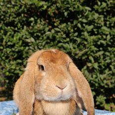 Kanin Stald Miscere's Maddie fransk vædder