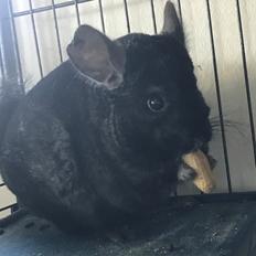 Chinchilla Foxy Chins Dixie