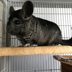 Chinchilla Bella