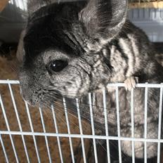 Chinchilla Bella