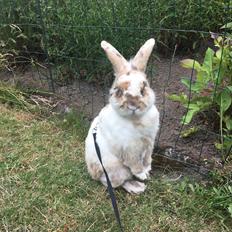 Kanin ~HIMMEL GNAVER~ Olivar