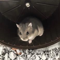 Dværghamster Daisy