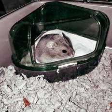 Dværghamster Daisy