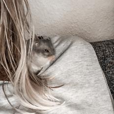 Dværghamster Daisy