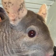 Chinchilla Furrytails Tanner
