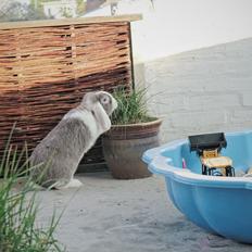 Kanin Cheers for Ears' Texas