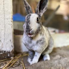 Kanin Himmelkanin ;( Faxe Kondi Mango Navajo