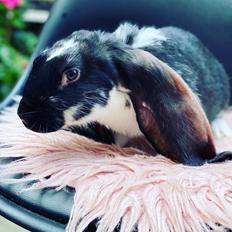 Kanin Engelsk vædder Charlie