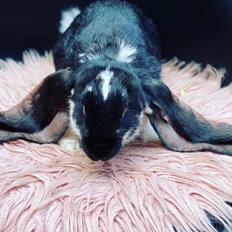 Kanin Engelsk vædder Charlie