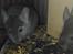 Chinchilla Meeko - Meeko hygger 😍