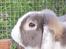 Kanin Cheers for Ears' Texas