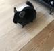 Chinchilla Foxy Chins Dixie