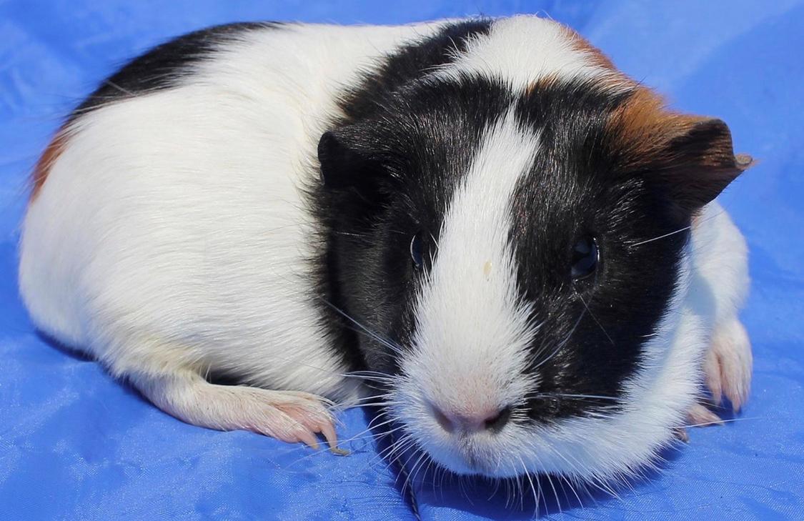 Marsvin Koreskas Washington billede 3