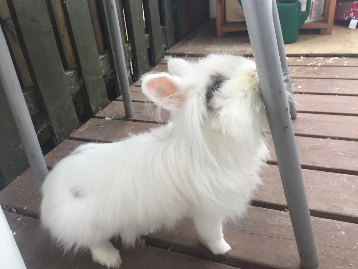 Kanin Speedo's billede 10