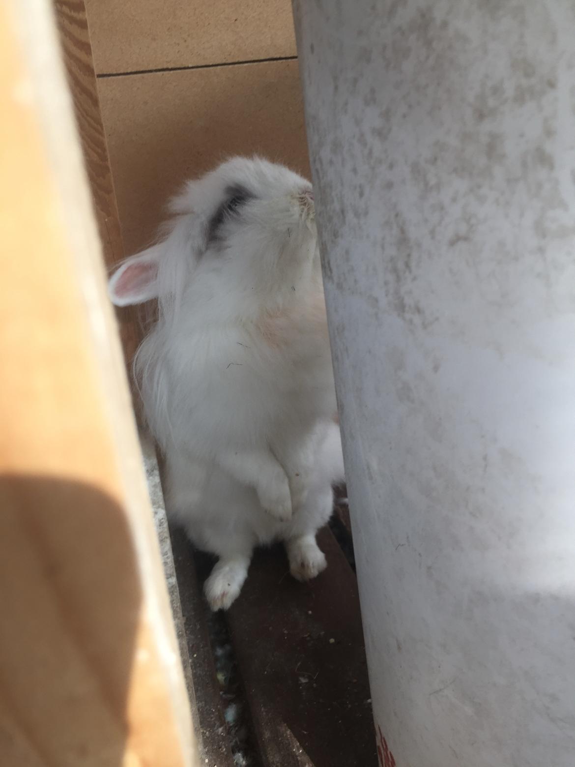 Kanin Speedo's billede 11