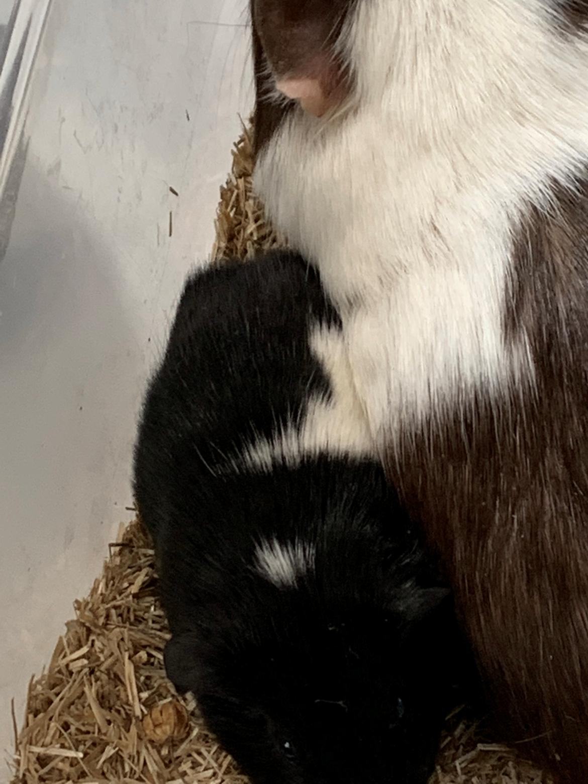 Marsvin Maja billede 41