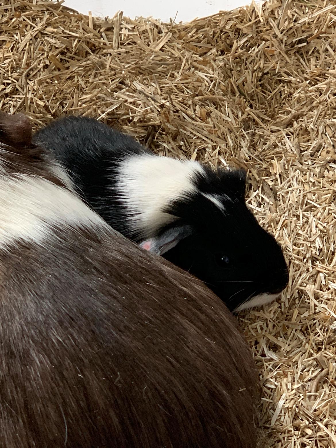 Marsvin Maja billede 40