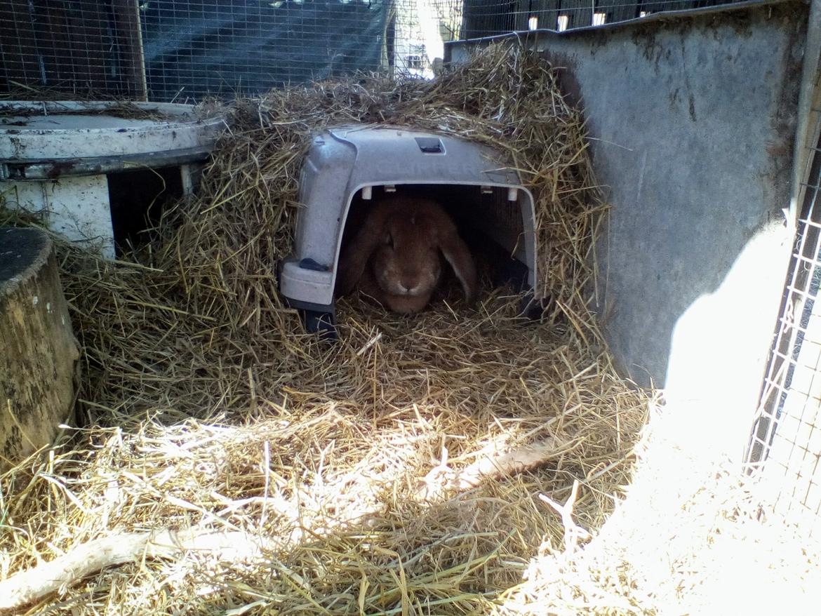 Kanin Stald Miscere's Sunshine Fransk vædder - april 2019 billede 10