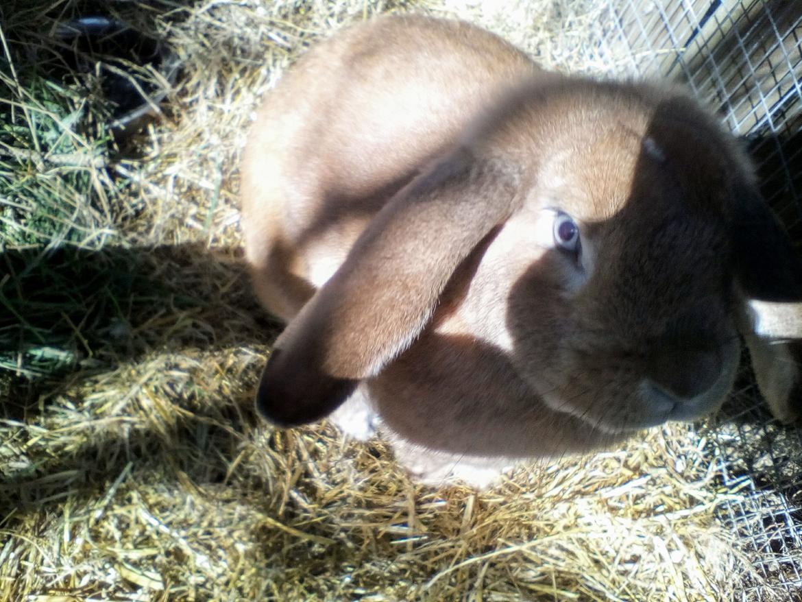 Kanin Stald Miscere's Sunshine Fransk vædder - april 2019 billede 9
