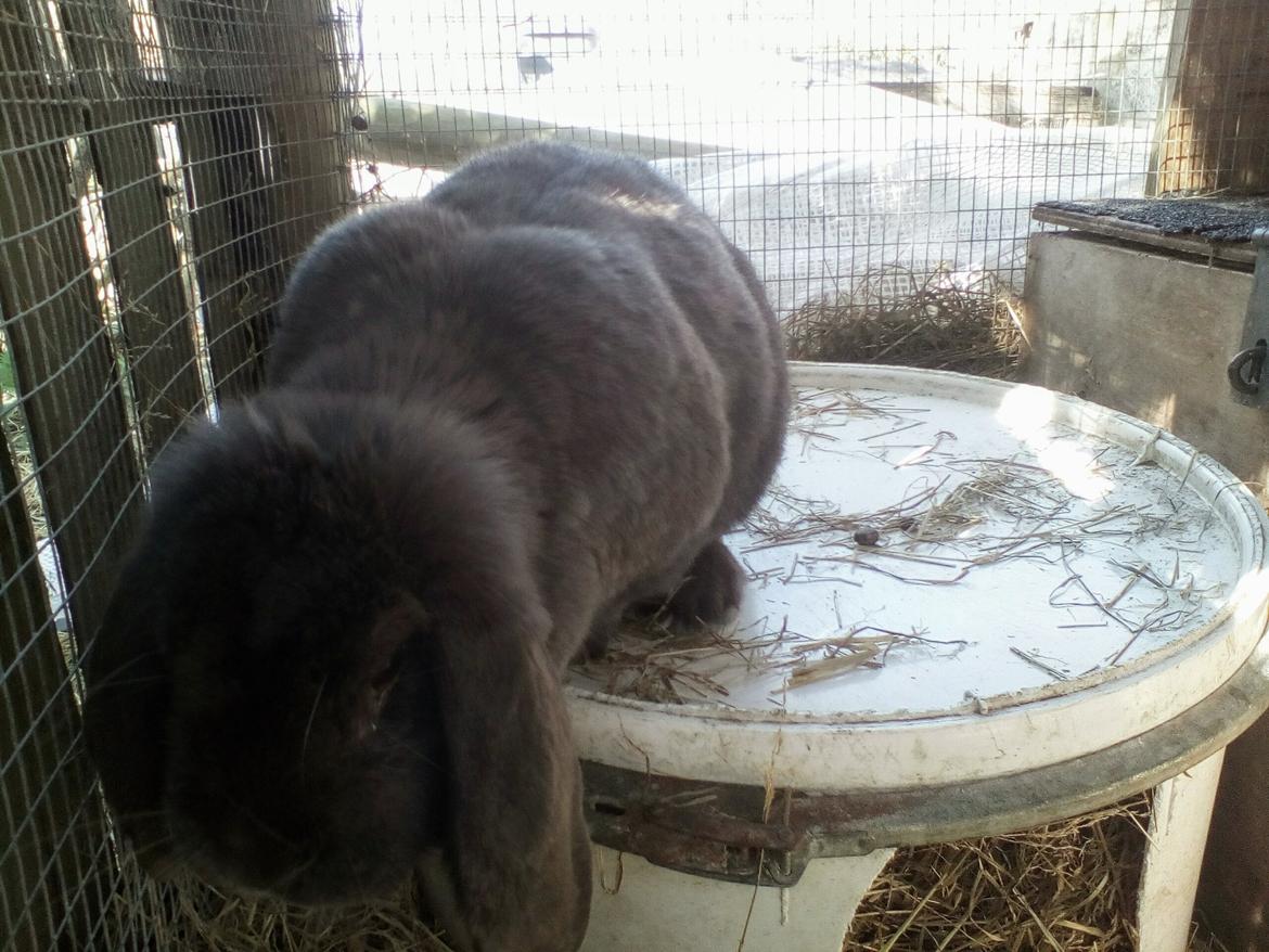 Kanin Karma fransk vædder  - april 2019 billede 5