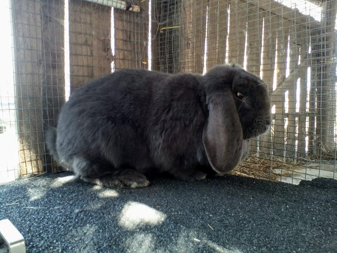 Kanin Karma fransk vædder  - april 2019 billede 7