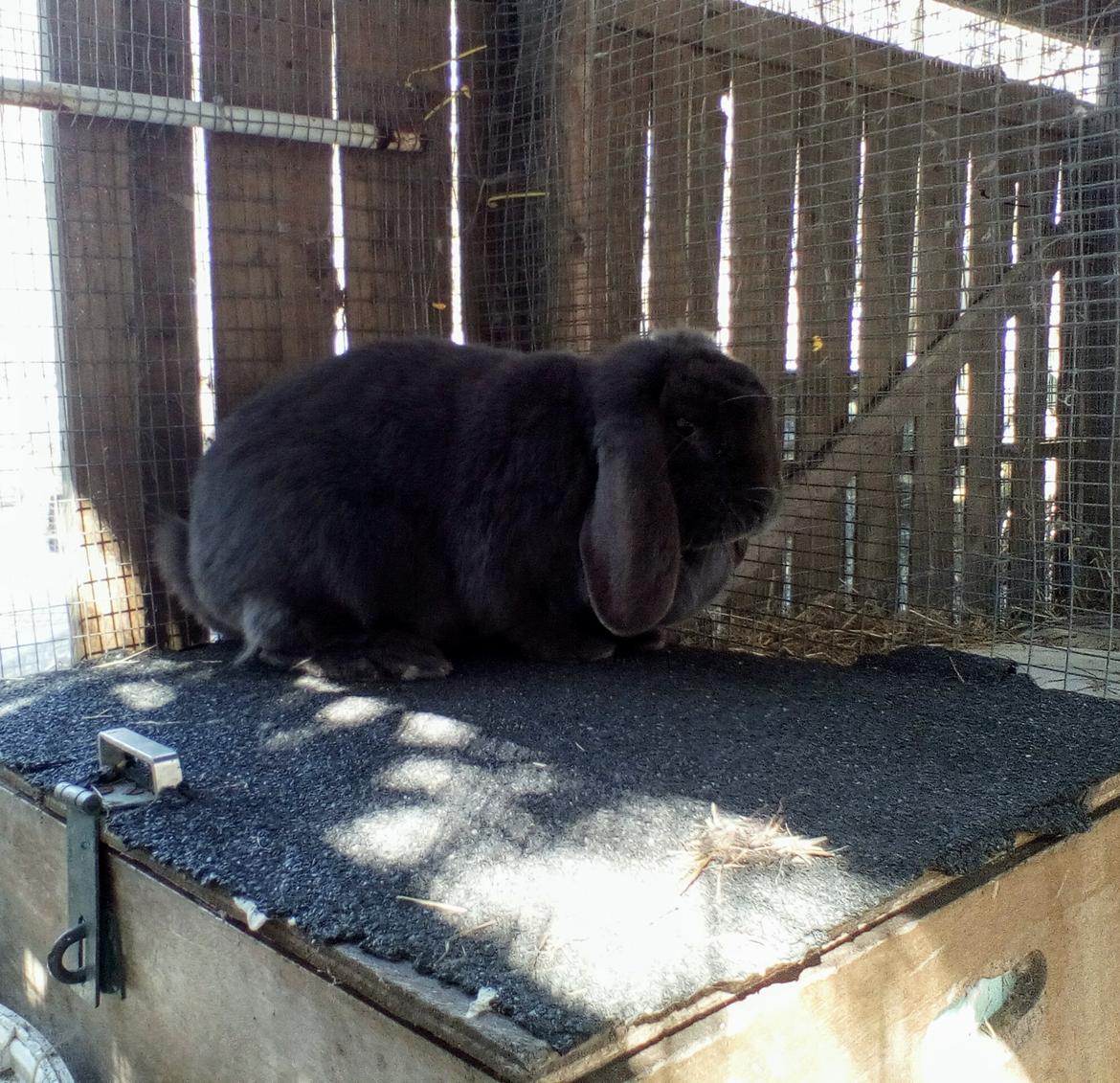 Kanin Karma fransk vædder  - april 2019 billede 6