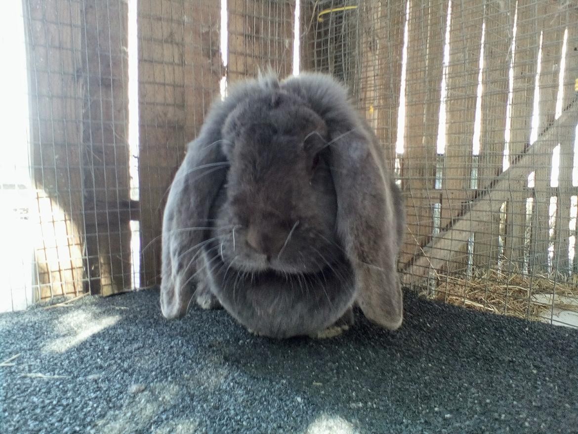 Kanin Karma fransk vædder  - april 2019 billede 4