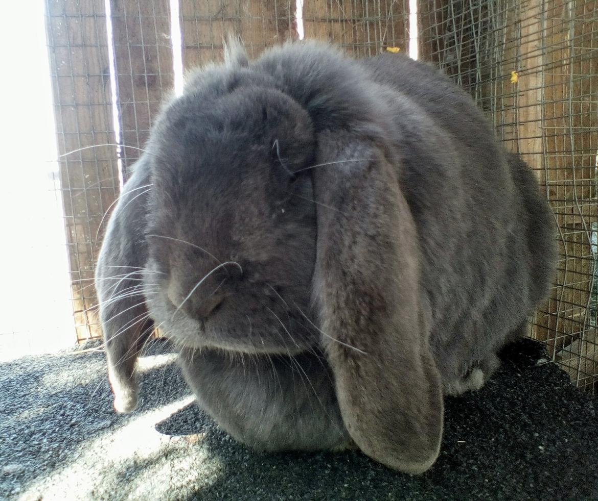 Kanin Karma fransk vædder  - april 2019 billede 9