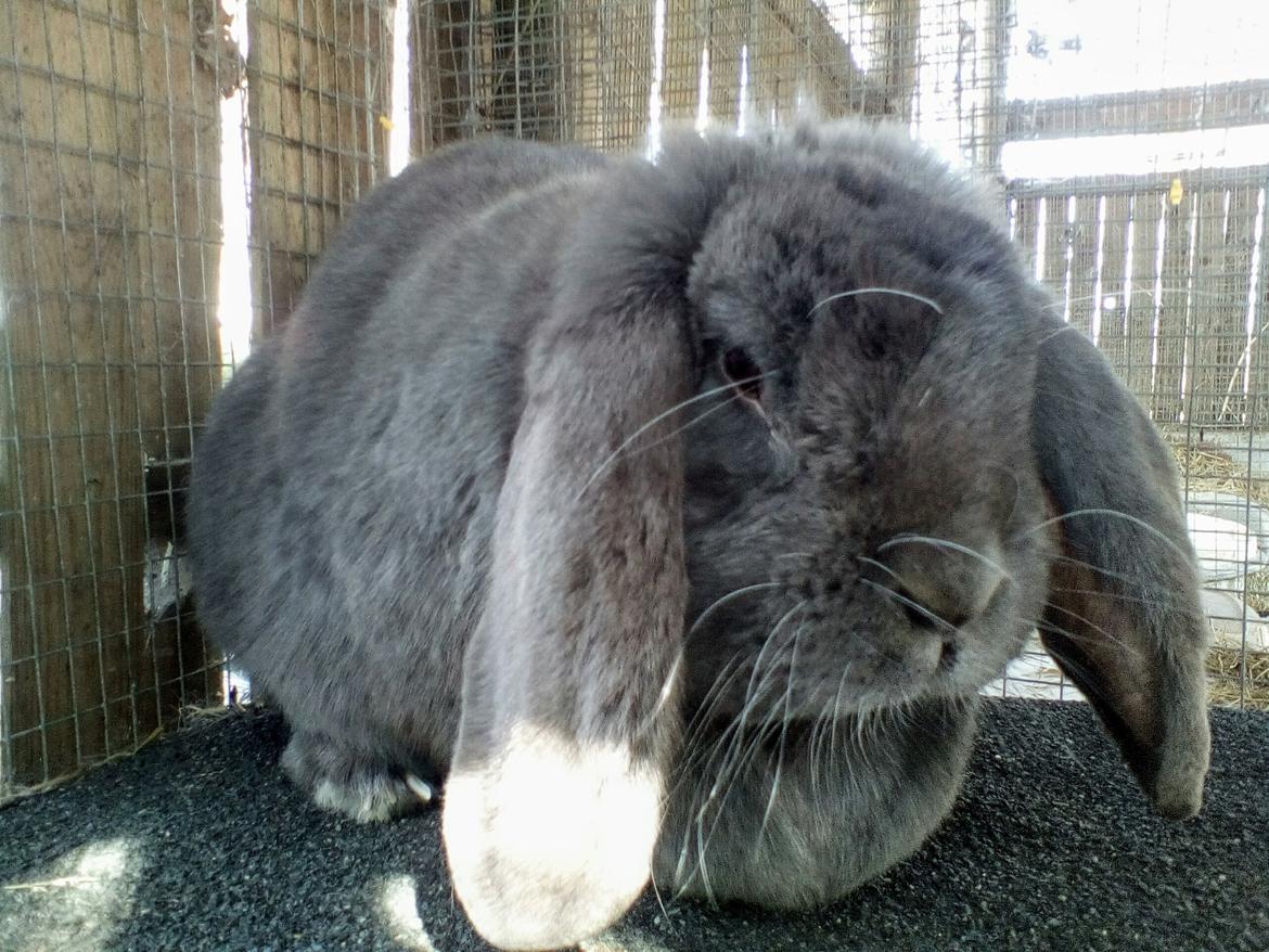 Kanin Karma fransk vædder  - april 2019 billede 10