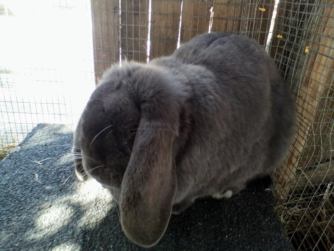 Kanin Karma fransk vædder  - april 2019 billede 8