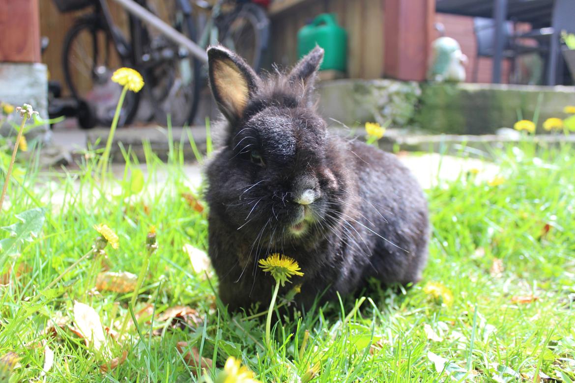 Kanin | Blacky  - 2019. billede 3