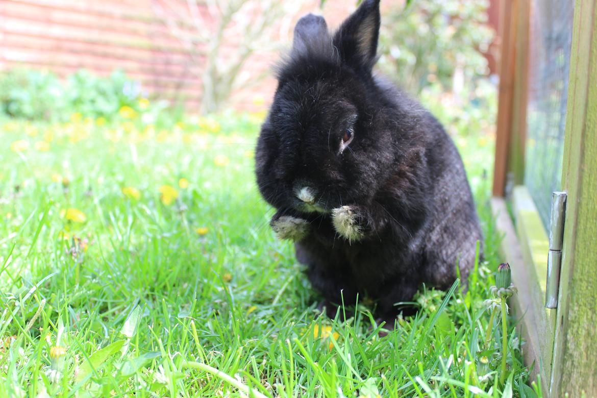 Kanin | Blacky  billede 6
