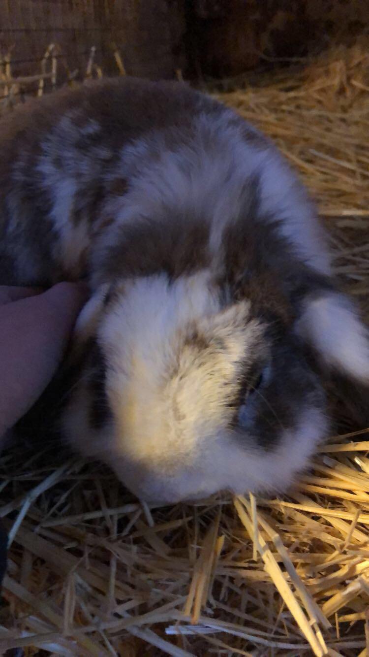 Kanin Hero billede 15