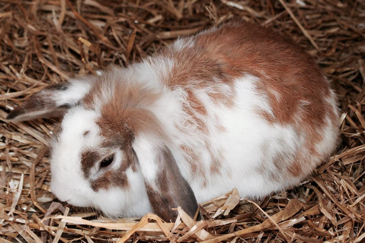 Kanin Hero billede 14