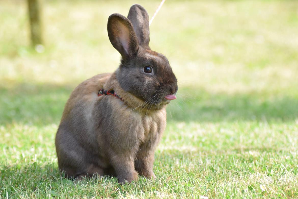 Kanin Stampegårdens Agent Venom billede 4
