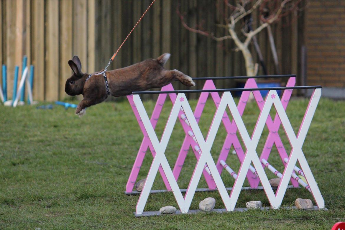 Kanin Stampegårdens Agent Venom billede 6