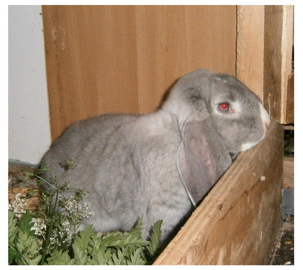 Kanin Conrad billede 2