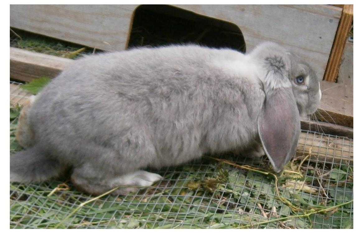 Kanin Conrad billede 3