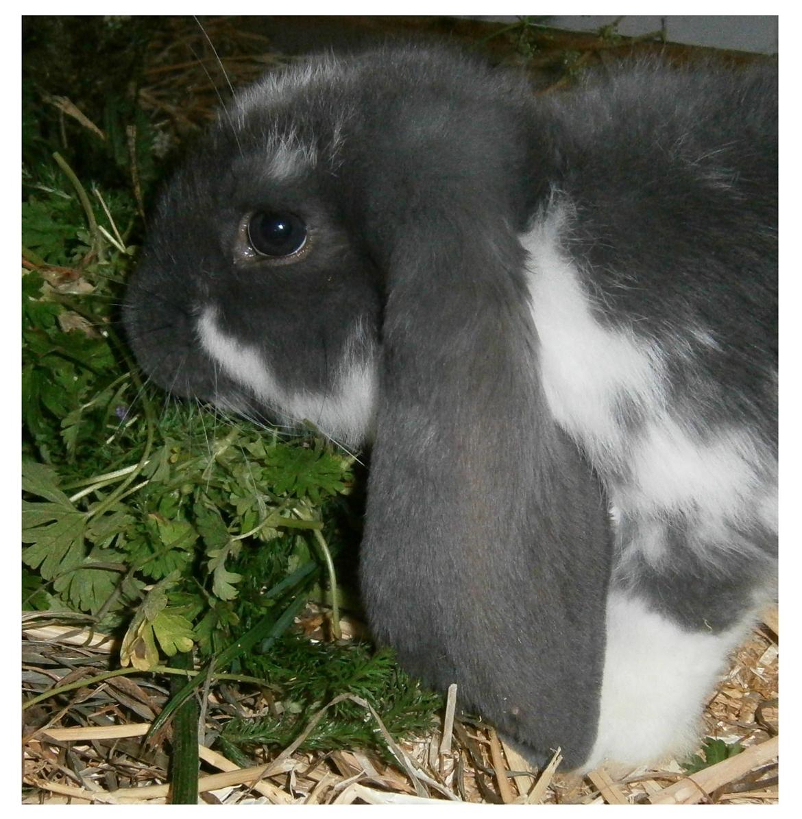 Kanin Constance billede 1